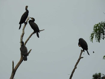 カワウ 東京港野鳥公園 2019年7月15日(月)