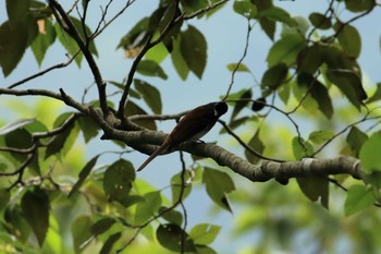 サンコウチョウ 神戸市立森林植物園 2019年9月21日(土)