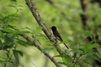 サンコウチョウ 神戸市立森林植物園 2019年9月21日(土)