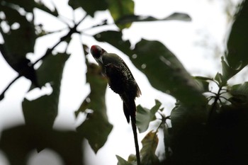 2019年9月21日(土) 神戸市立森林植物園の野鳥観察記録