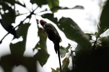 アオゲラ 神戸市立森林植物園 2019年9月21日(土)