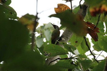 アオゲラ 神戸市立森林植物園 2019年9月21日(土)