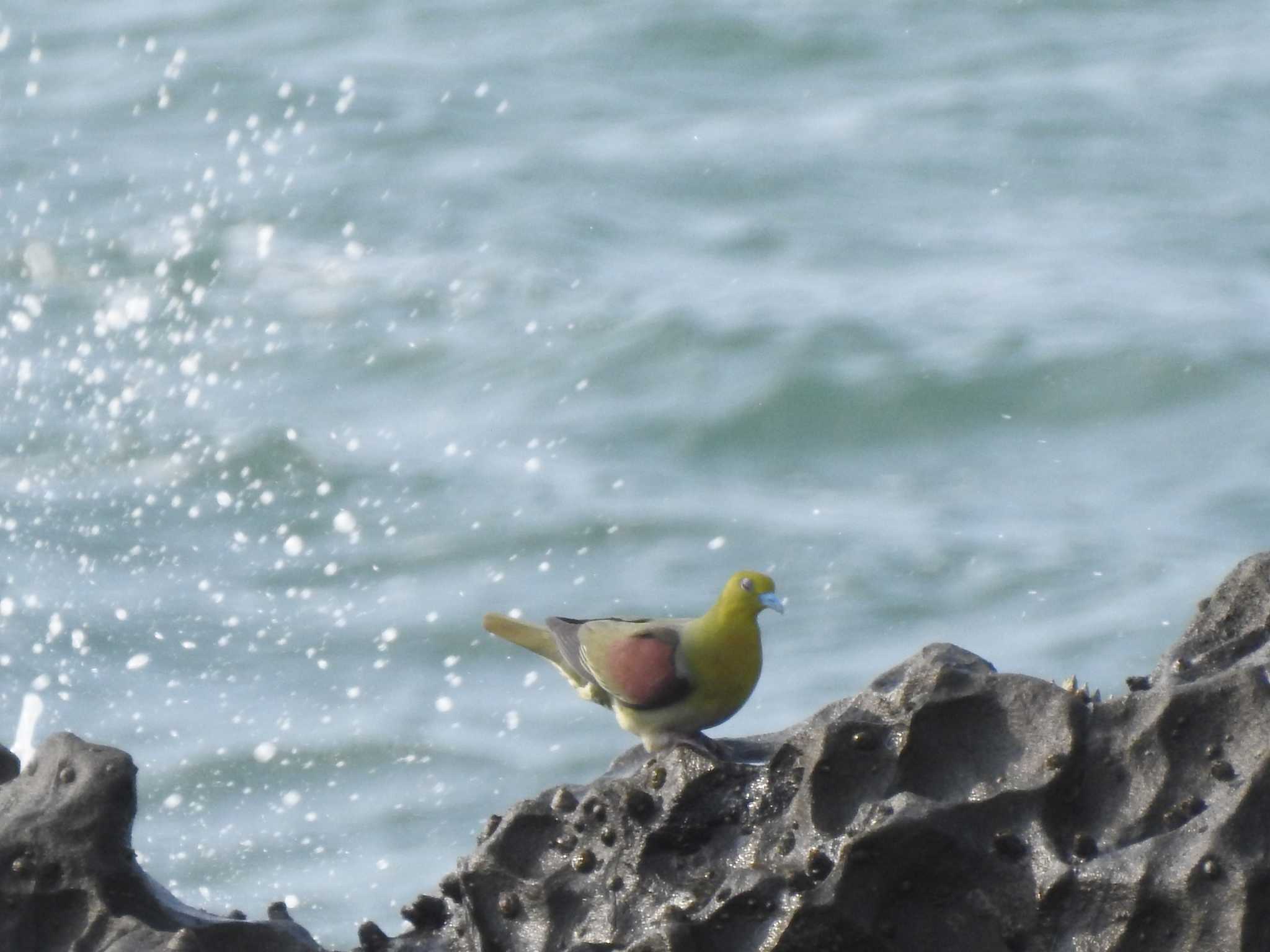 大磯照ヶ崎海岸 アオバトの写真 by TK2