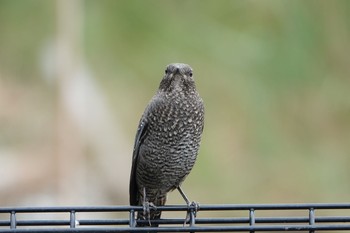 2019年9月21日(土) 東京港野鳥公園の野鳥観察記録