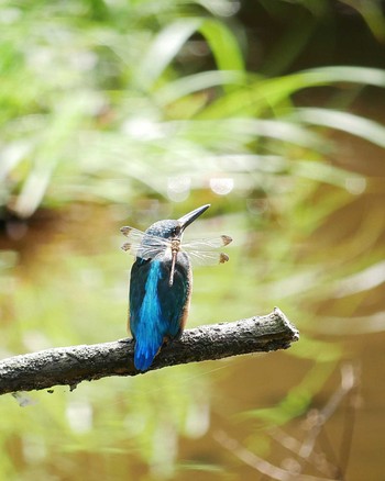 カワセミ 手賀の丘公園 2019年9月20日(金)