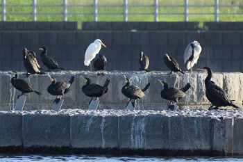 カワウ 多摩川二ヶ領宿河原堰 2019年9月22日(日)