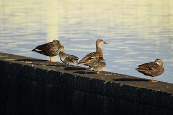 2019年9月22日(日) 多摩川二ヶ領宿河原堰の野鳥観察記録