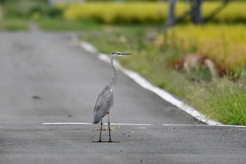 2019年9月21日(土) 栃木県の野鳥観察記録