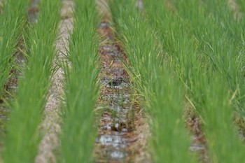 タシギ 栃木県 2019年9月21日(土)