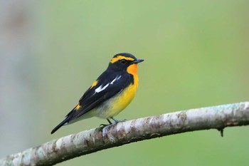 Narcissus Flycatcher