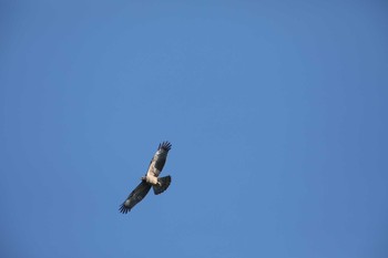 Crested Honey Buzzard Shirakaba-touge Sun, 9/15/2019