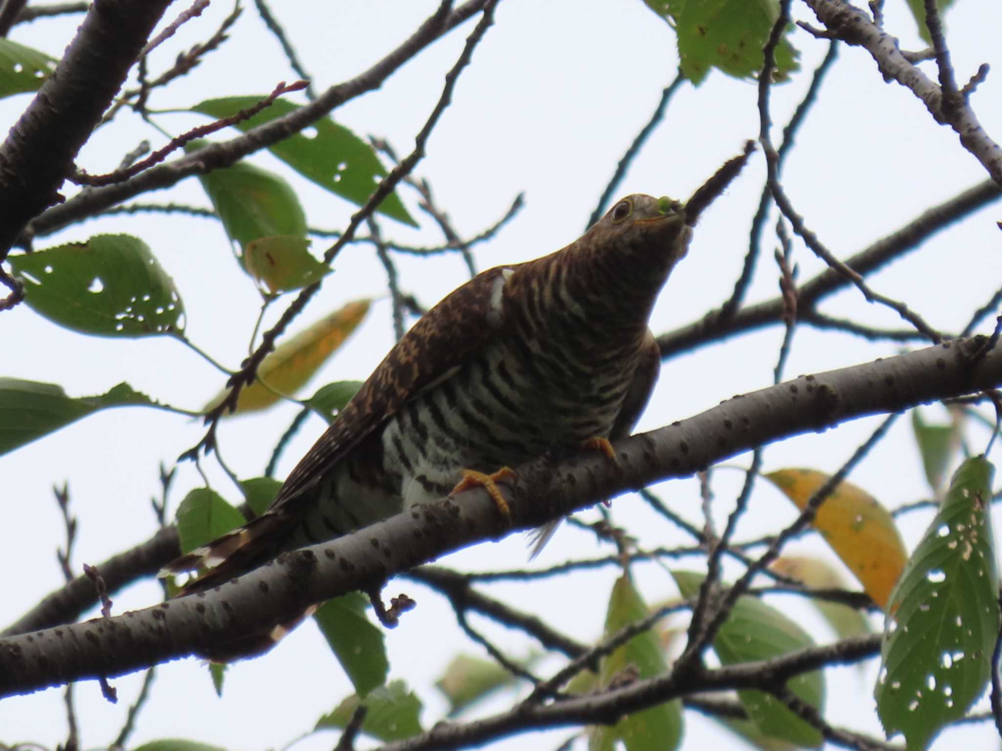 Photo of Oriental Cuckoo at Akigase Park by 38