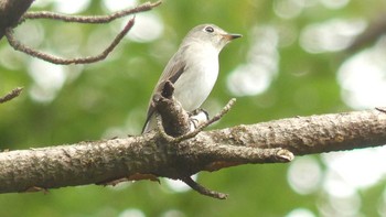 2019年9月22日(日) 京都御苑の野鳥観察記録