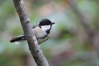 2019年9月16日(月) 円山公園の野鳥観察記録