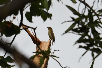 2019年9月22日(日) 砧公園の野鳥観察記録