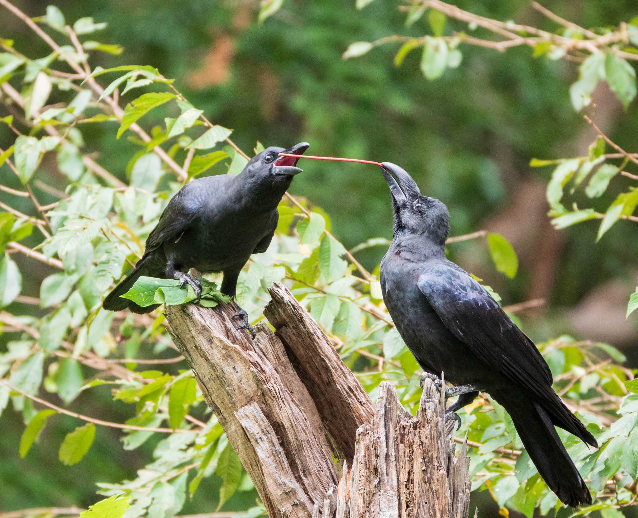 Large-billed Crow