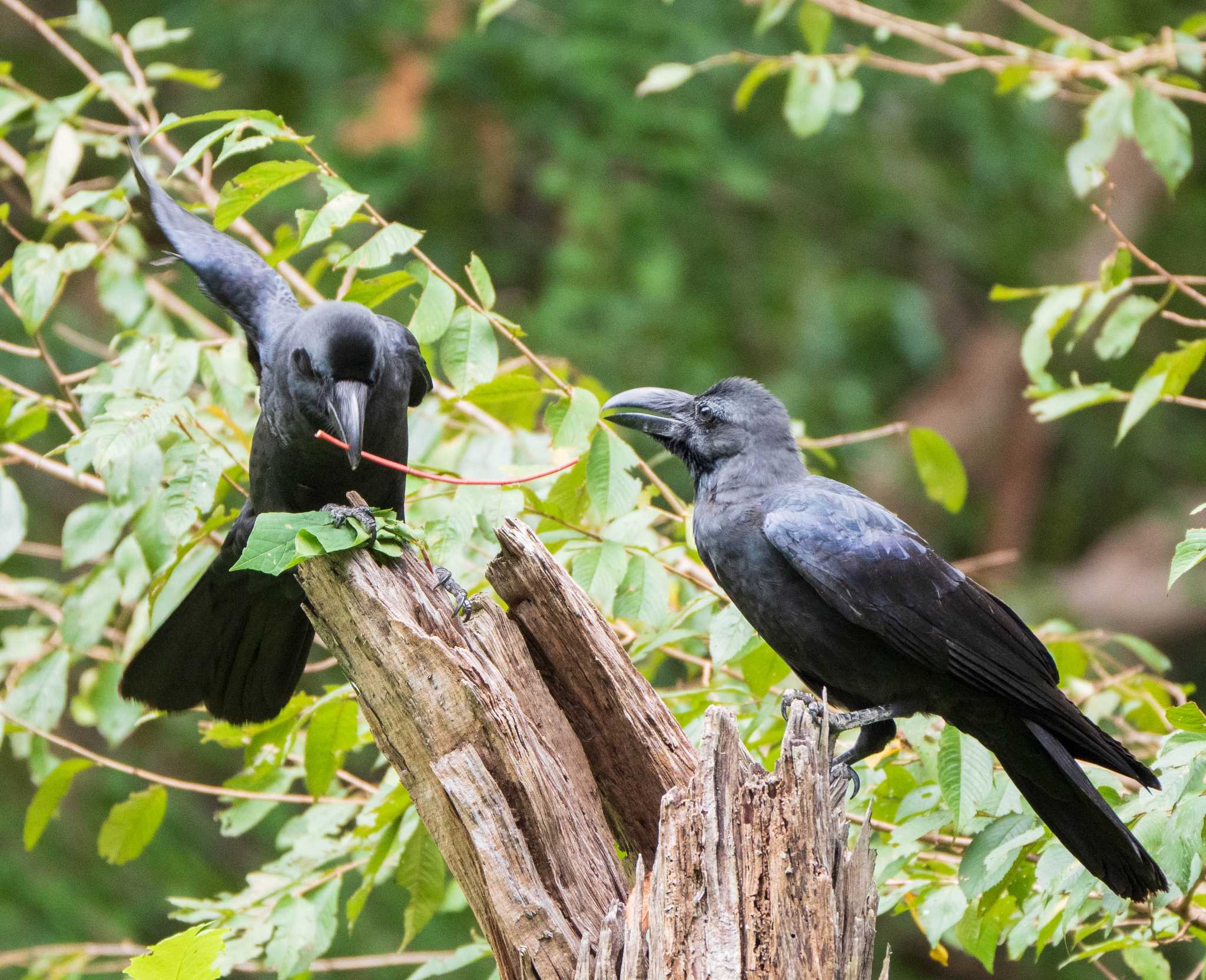 Large-billed Crow