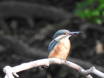 Common Kingfisher 秋ヶ瀬公園(ピクニックの森) Fri, 9/20/2019