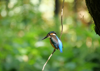 Common Kingfisher 埼玉県吉見町 Tue, 9/17/2019