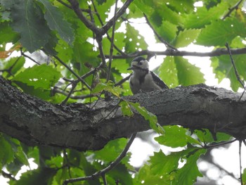 エゾアカゲラ 西岡公園(西岡水源地) 2019年9月22日(日)