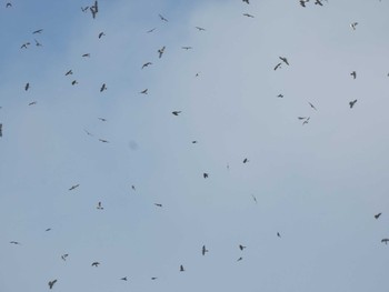 Chinese Sparrowhawk Yoron Island Sun, 9/22/2019