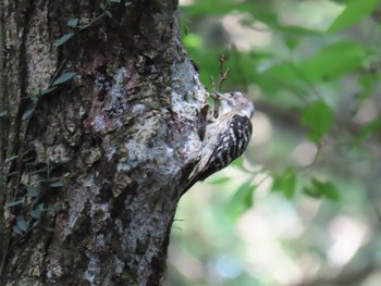 2019年8月24日(土) 箱根仙石原の野鳥観察記録