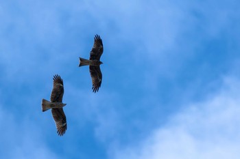 トビ 東京港野鳥公園 2019年9月22日(日)