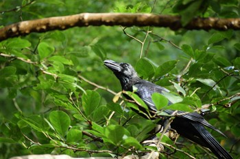 2019年9月23日(月) 東高根森林公園の野鳥観察記録