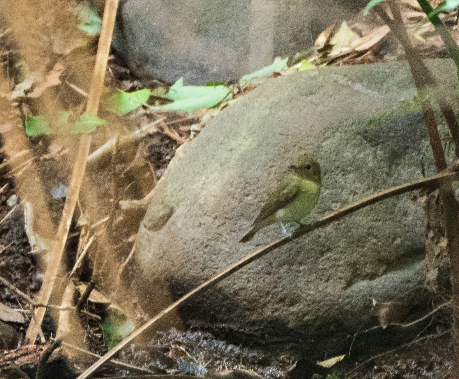 Narcissus Flycatcher