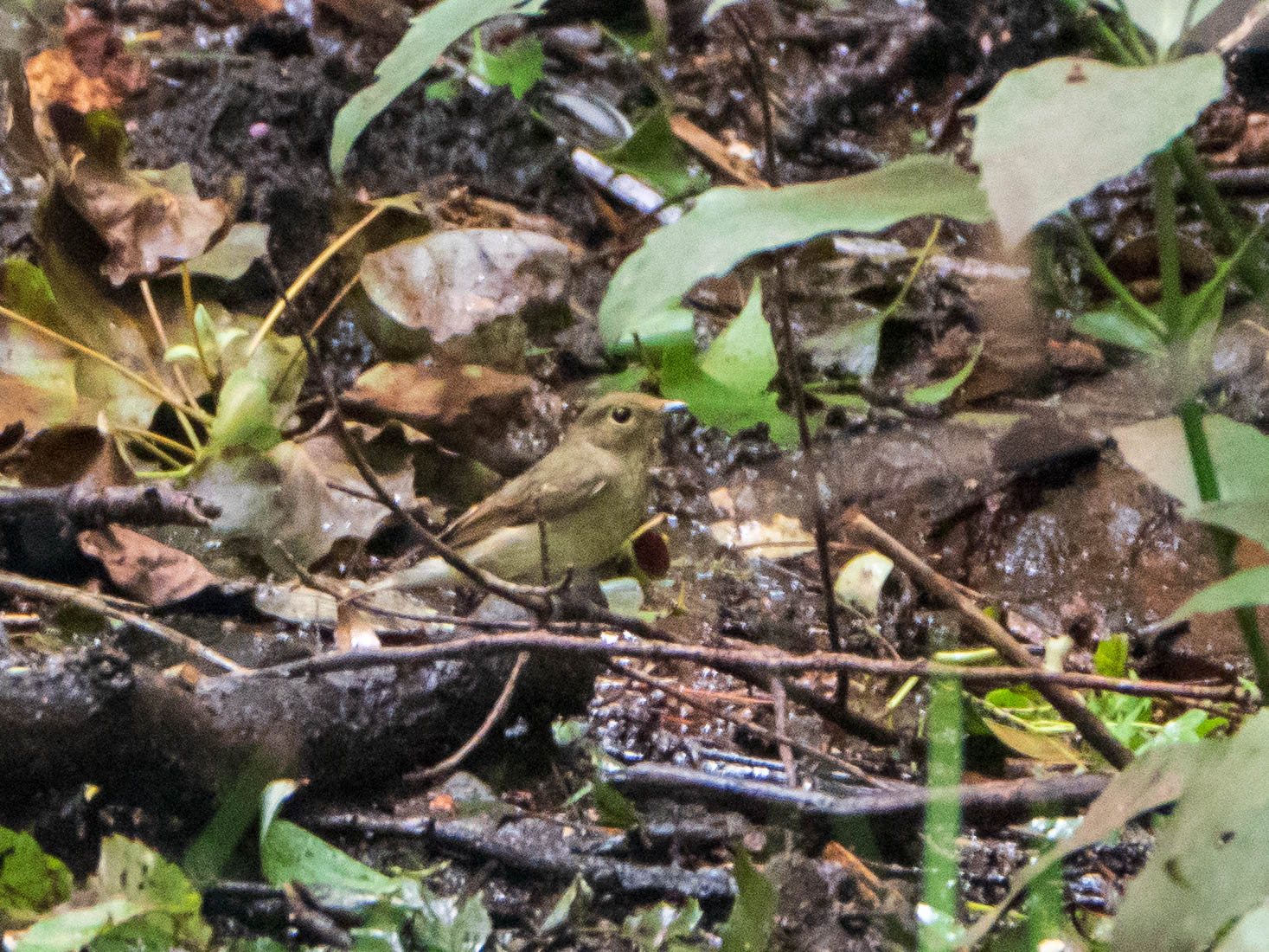 Narcissus Flycatcher