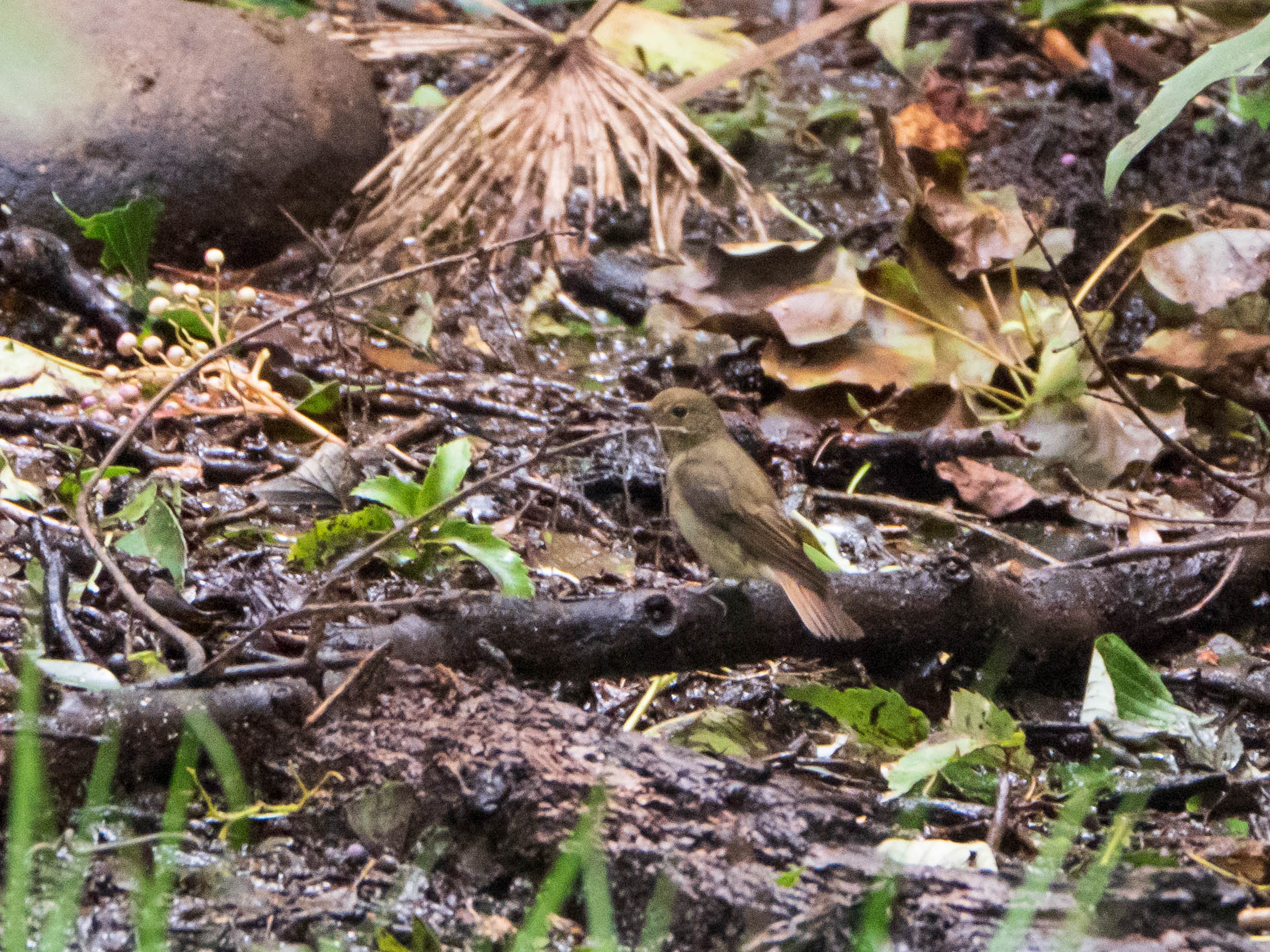 Narcissus Flycatcher