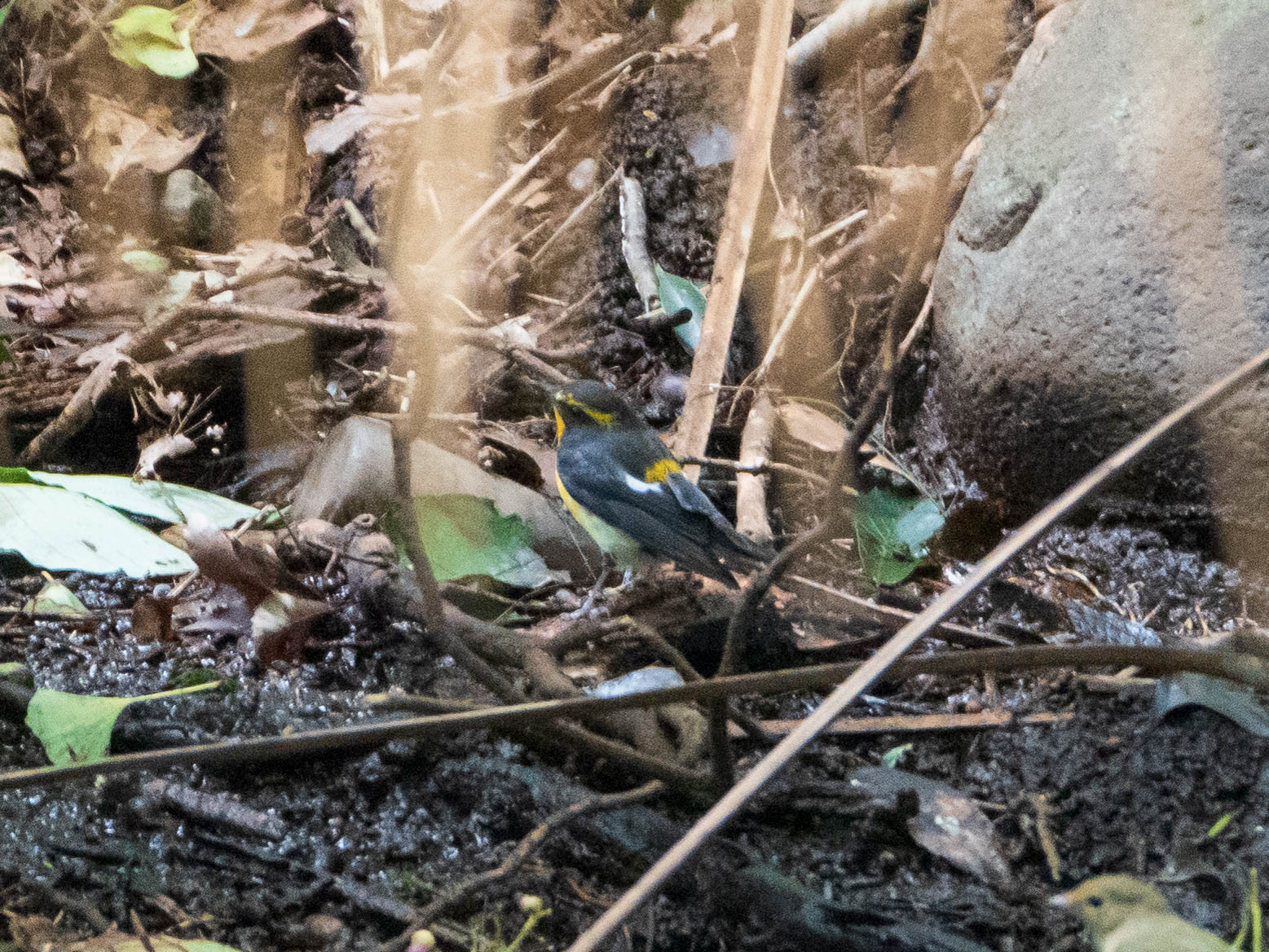 Narcissus Flycatcher