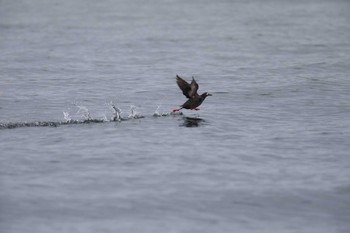 Spectacled Guillemot 落石 Wed, 8/14/2019