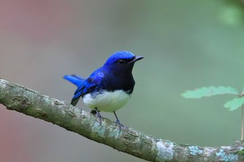 オオルリ 場所が不明 2019年9月14日(土)