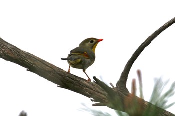 2019年9月22日(日) 泉南市の野鳥観察記録