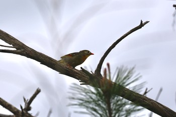 ソウシチョウ 泉南市 2019年9月22日(日)