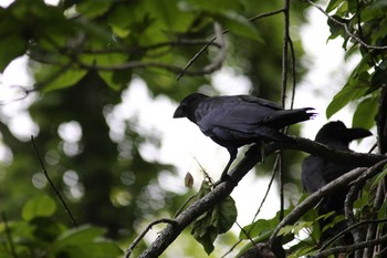 Large-billed Crow Shunkunitai Fri, 7/12/2019