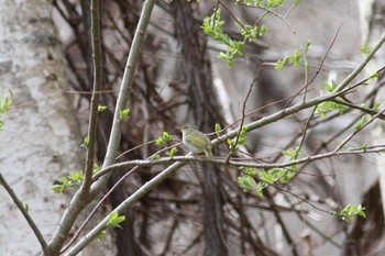 Eastern Crowned Warbler Nishioka Park Tue, 4/30/2019