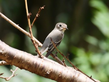 2019年9月16日(月) 神戸市西区の野鳥観察記録