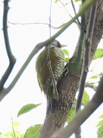 Sat, 9/21/2019 Birding report at 神戸市西区