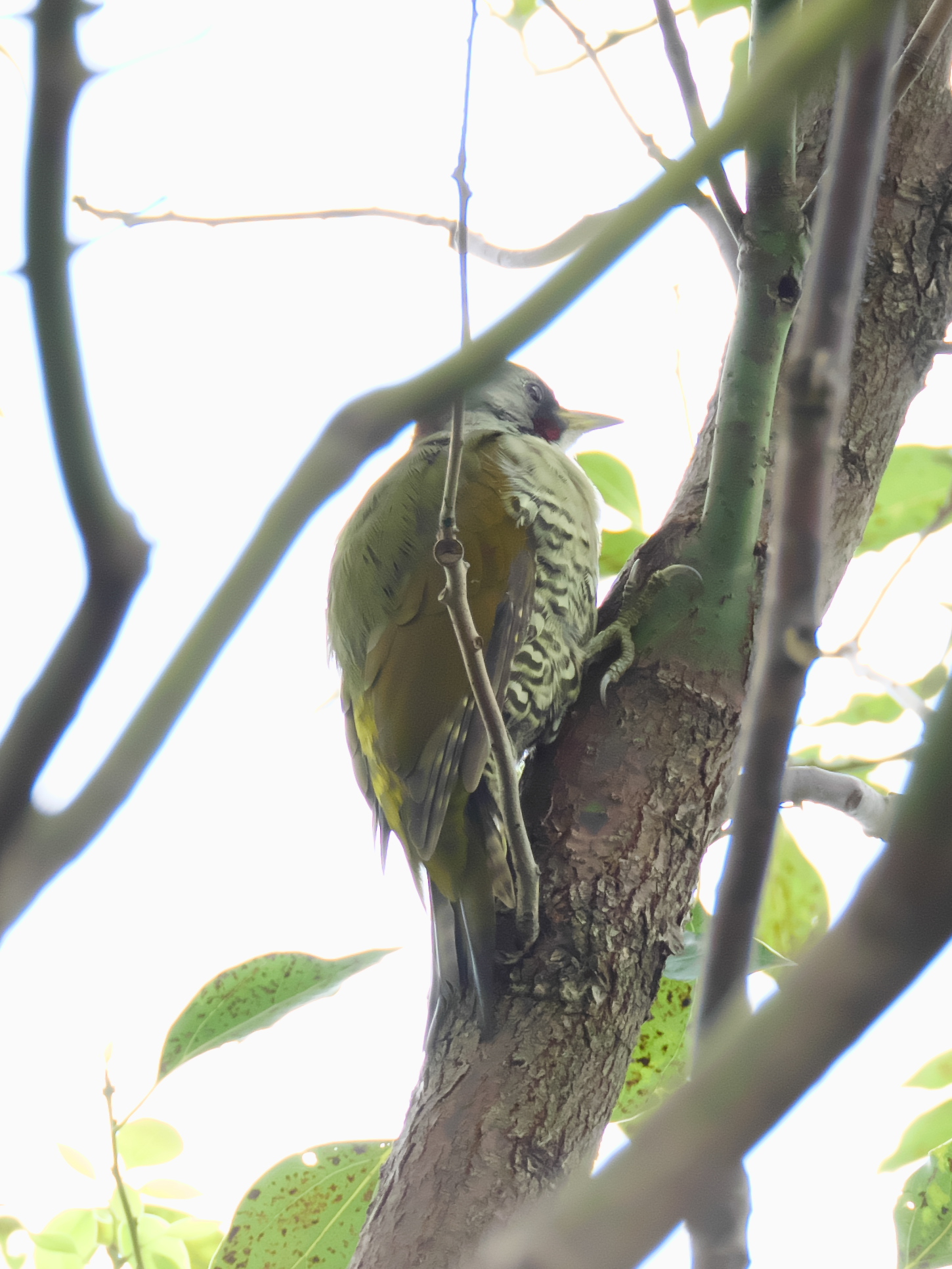 Japanese Green Woodpecker