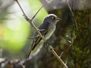 Asian Brown Flycatcher 神戸市西区 Mon, 9/16/2019