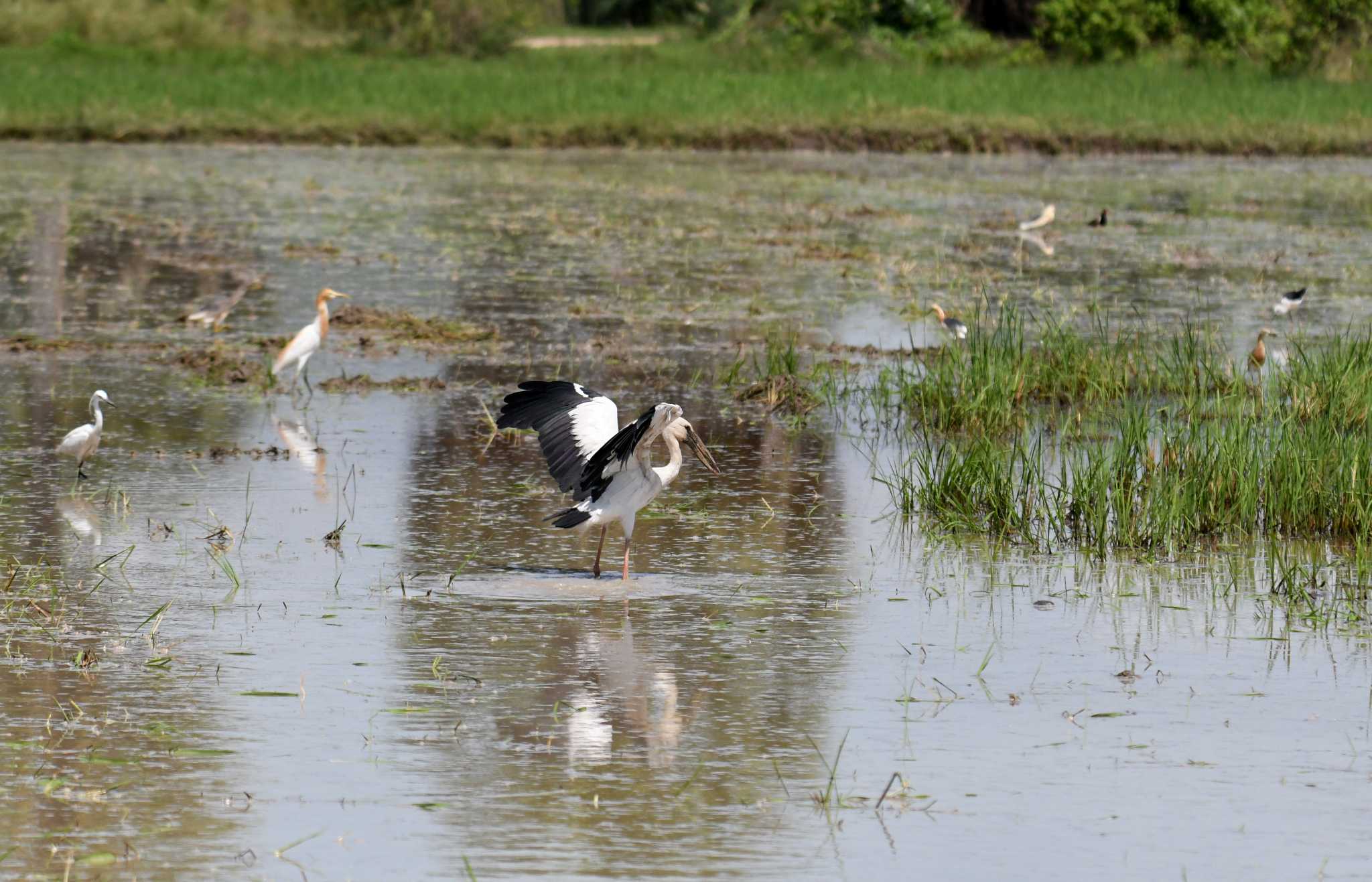 Photo of Asian Openbill at タイ by あひる