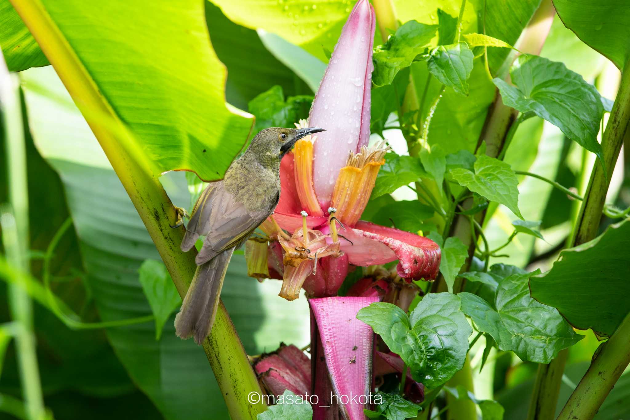 Photo of Kikau at Colo-l-Suva Village by Trio