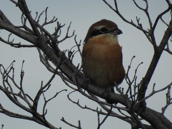 Bull-headed Shrike Unknown Spots Mon, 9/23/2019