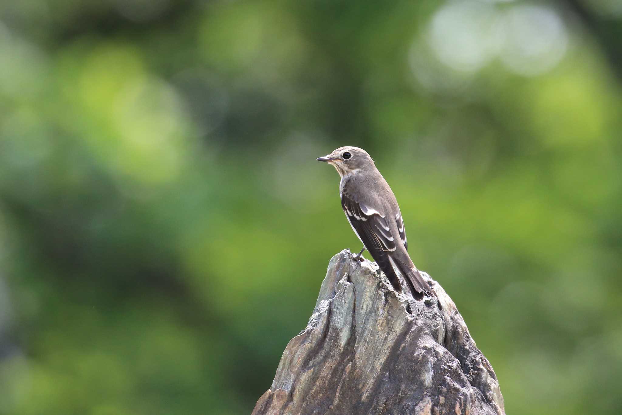 Photo of Grey-streaked Flycatcher at Osaka castle park by 明石のおやじ