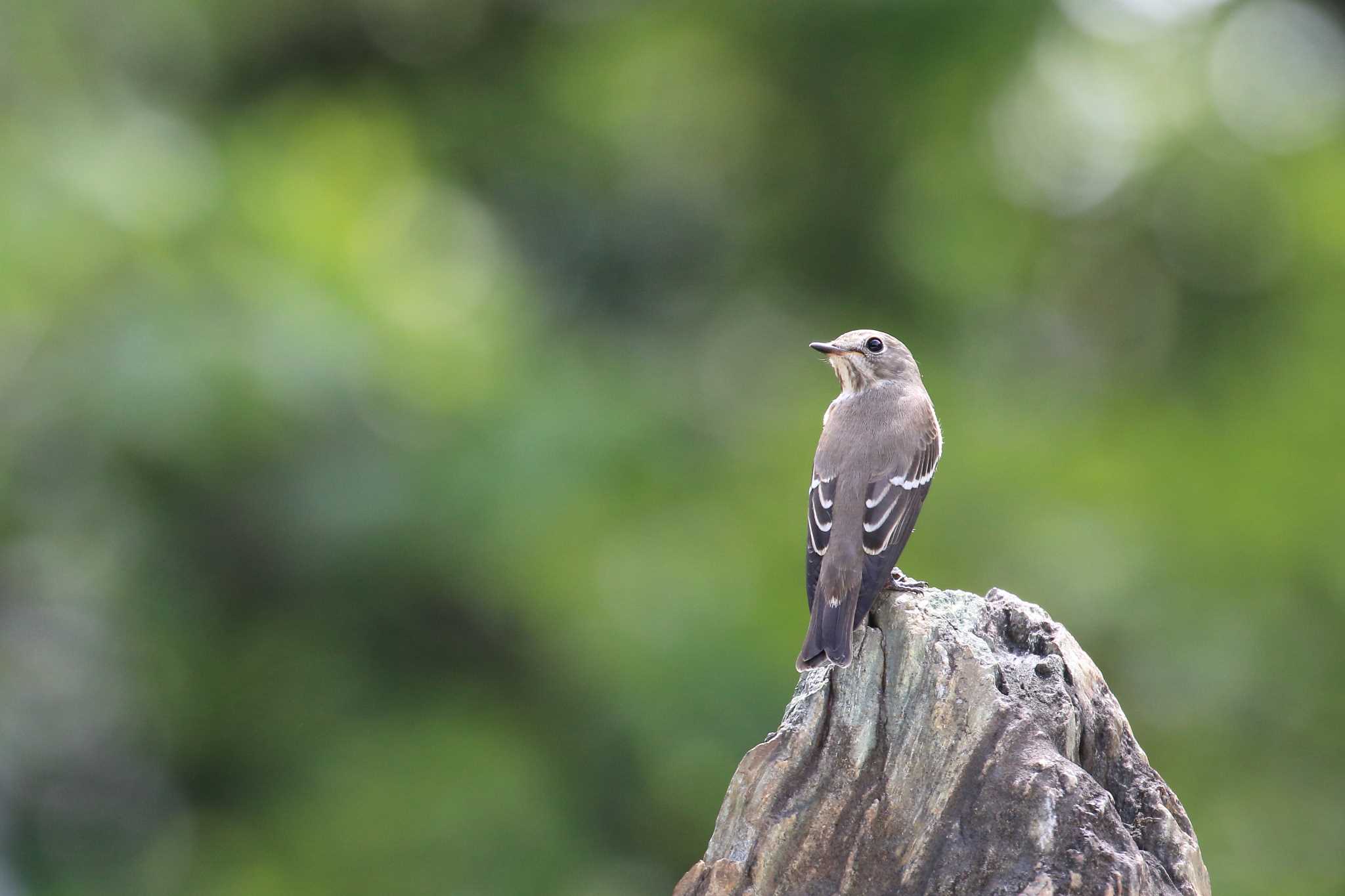 Grey-streaked Flycatcher