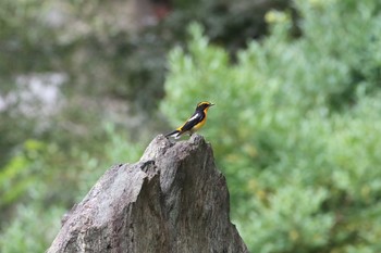 Sun, 9/22/2019 Birding report at Osaka castle park