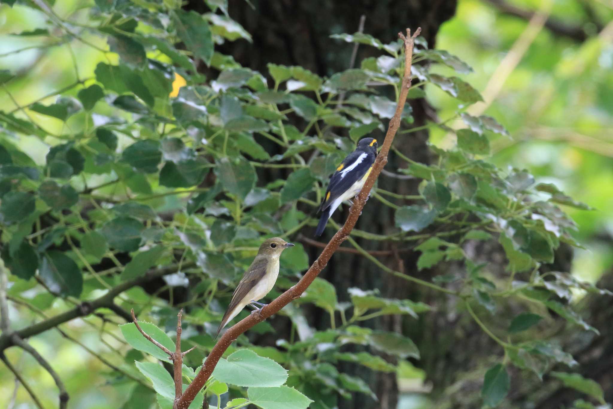 Narcissus Flycatcher