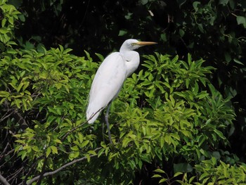 チュウサギ 大池親水公園 2019年9月23日(月)